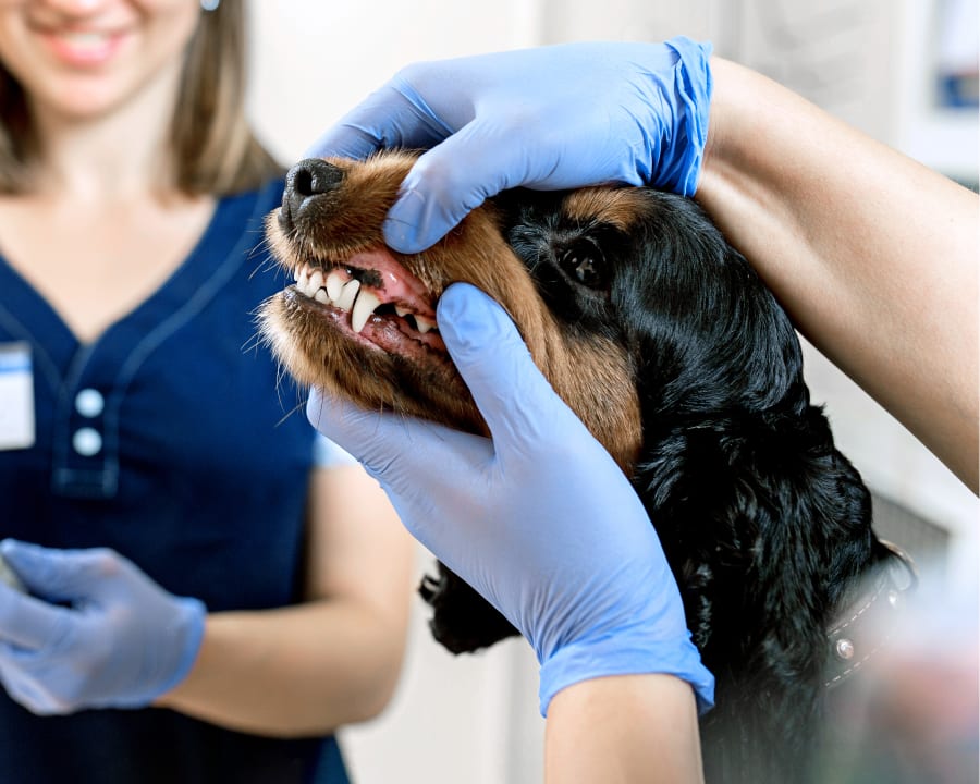 Pet Dental Care, Las Vegas Veterinary Dentist
