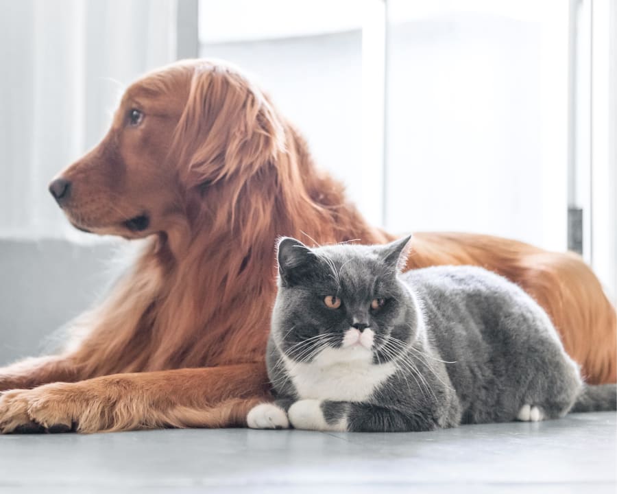 Geriatric Care for Pets, Las Vegas